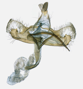 Coleophora vestianella, Slovakia, Tvrdošovce, 17. 8. 2012, leg., det. & coll. Richter Ig., GP 19181 IgR